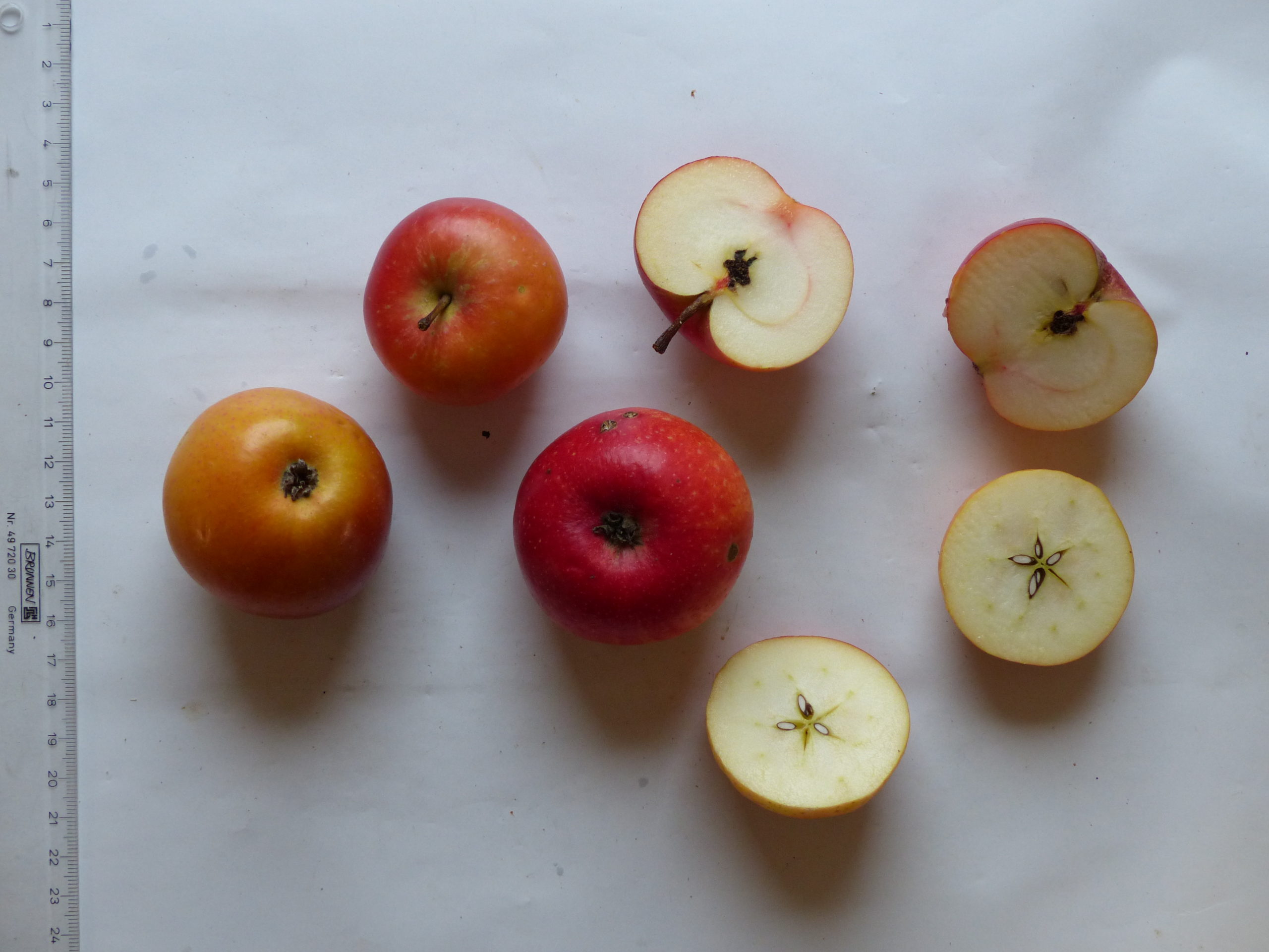 Rote Sternrenette
