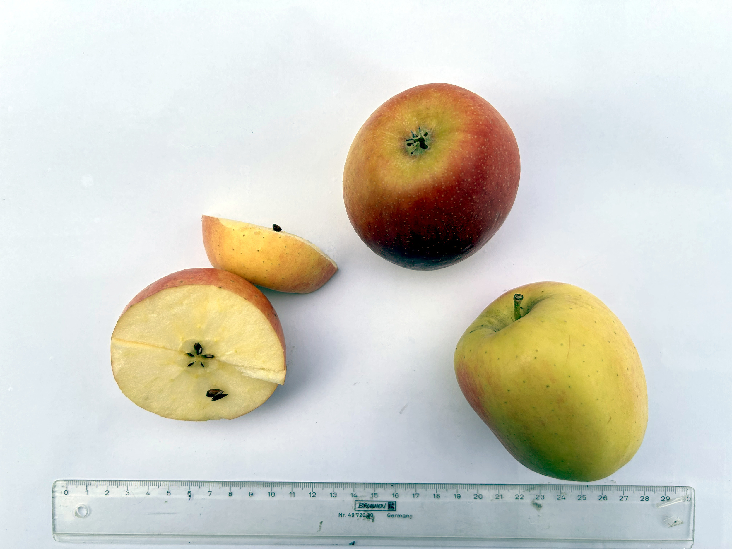 Ambrosia