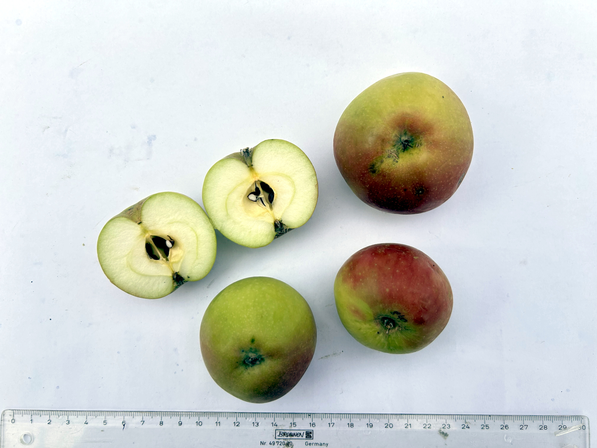 Berbat Delwila