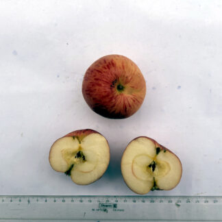 Worcester Pearmain